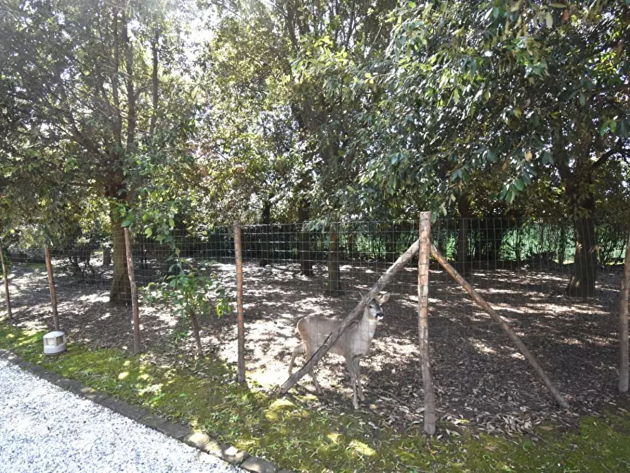 Immagine 8 di Villa in vendita  a Pietrasanta