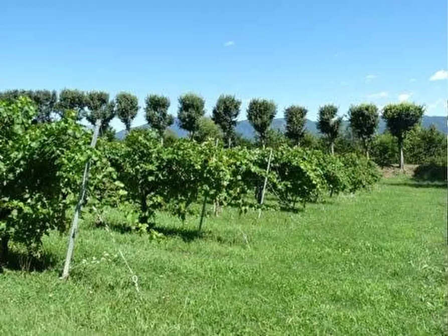 Immagine 1 di Terreno agricolo in vendita  a Colle Umberto