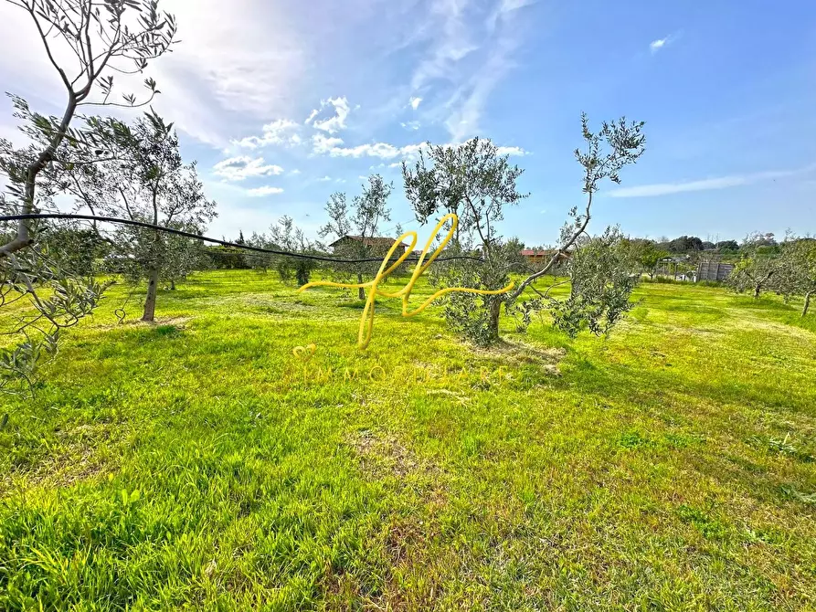 Immagine 7 di Terreno agricolo in vendita  a Cecina