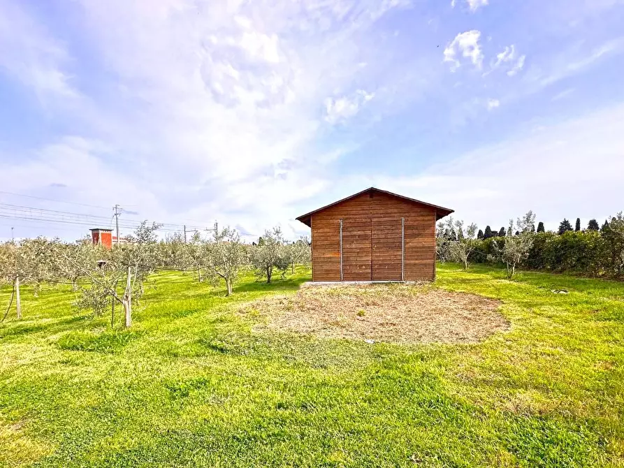 Immagine 10 di Terreno agricolo in vendita  a Cecina