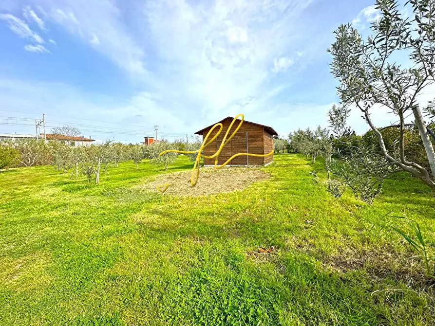 Immagine 3 di Terreno agricolo in vendita  a Cecina