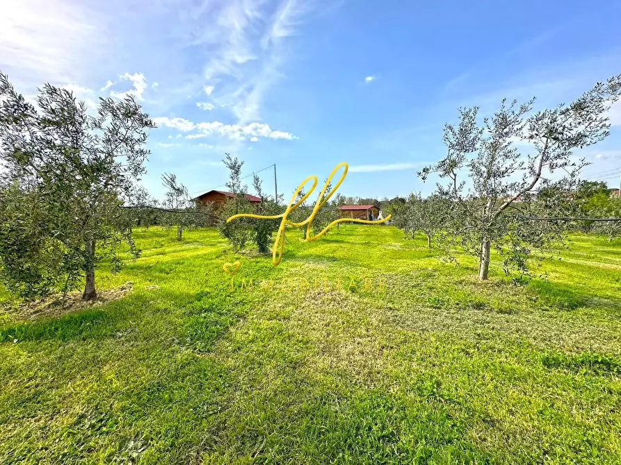 Immagine 8 di Terreno agricolo in vendita  a Cecina