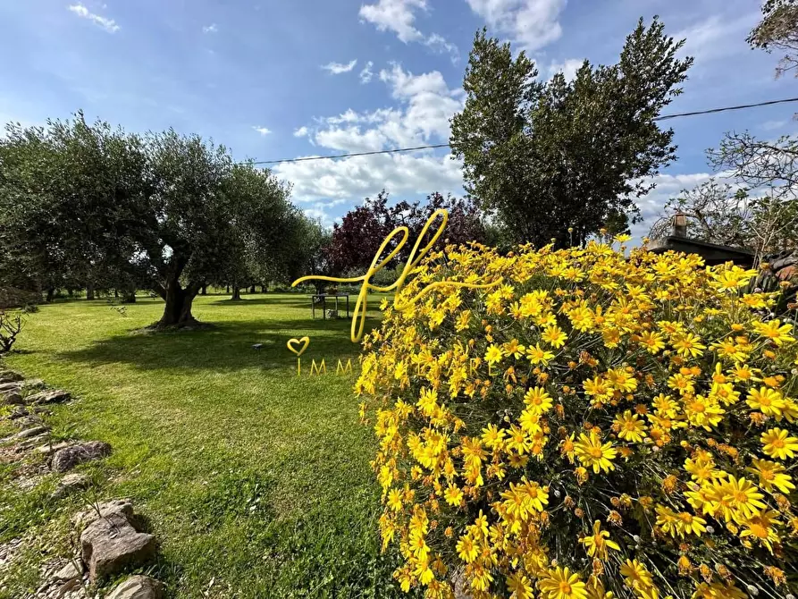 Immagine 26 di Porzione di casa in vendita  a Bibbona