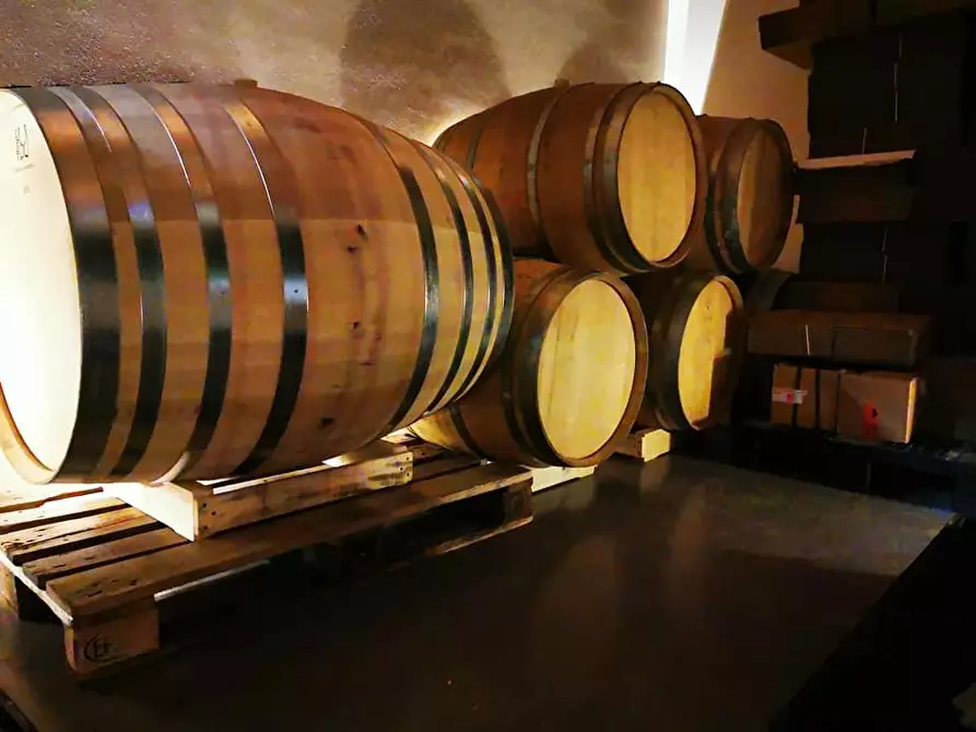 Immagine 7 di Terreno agricolo in vendita  a Scansano