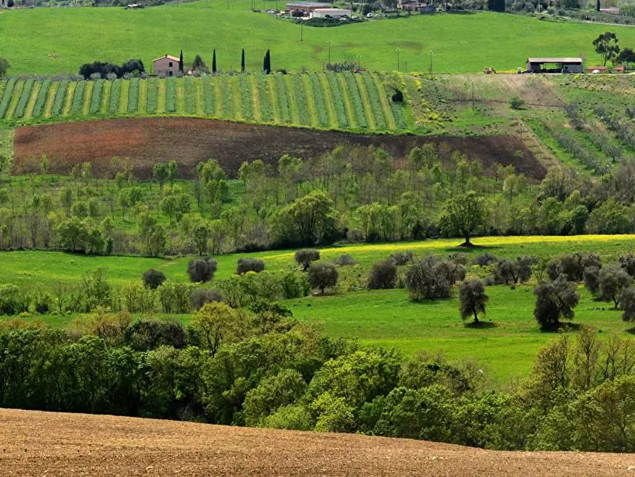 Immagine 10 di Terreno agricolo in vendita  a Scansano