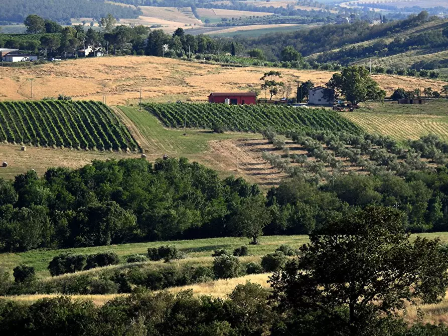 Immagine 1 di Terreno agricolo in vendita  a Scansano