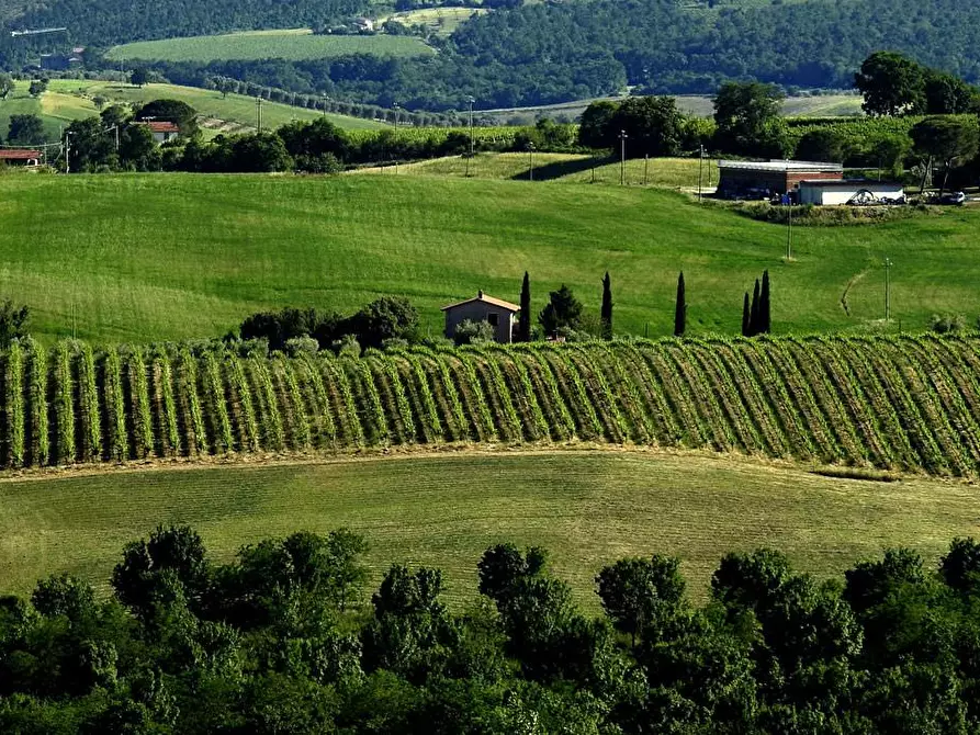 Immagine 3 di Terreno agricolo in vendita  a Scansano