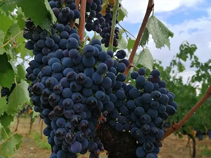 Immagine 1 di Terreno agricolo in vendita  a Scansano