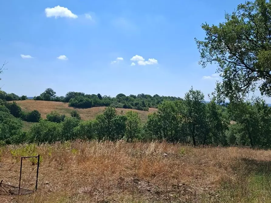 Immagine 12 di Rustico / casale in vendita  a Manciano