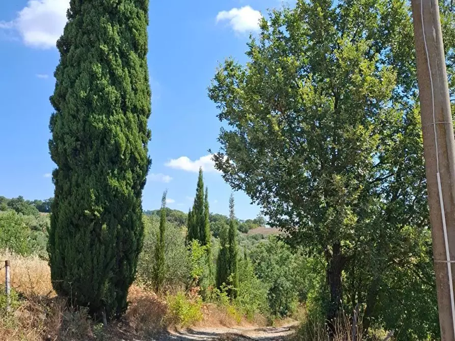 Immagine 10 di Rustico / casale in vendita  a Manciano