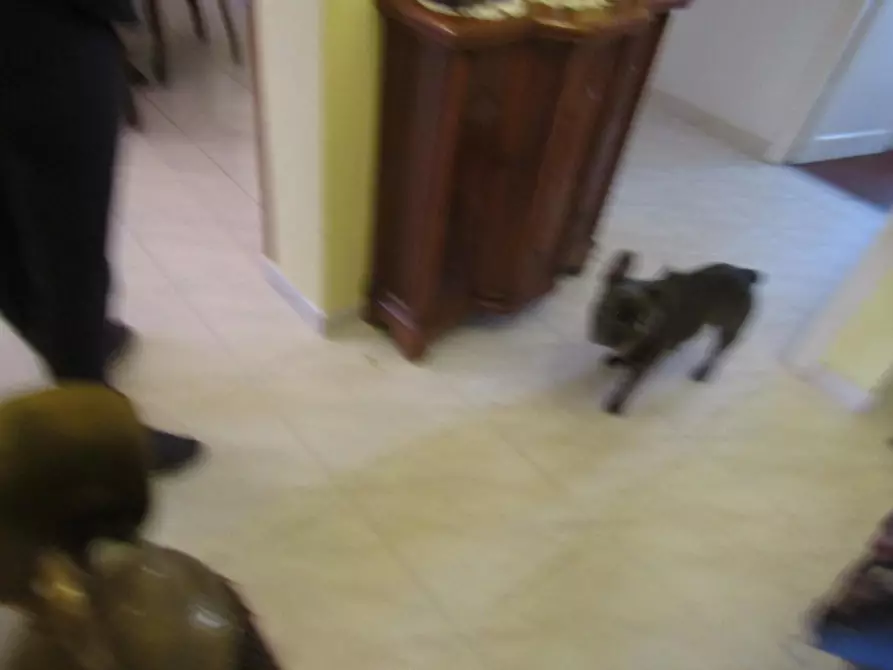 Immagine 14 di Appartamento in vendita  a Carrara