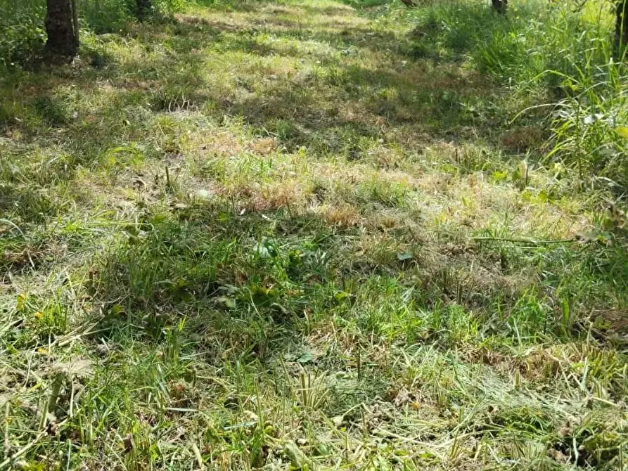 Immagine 2 di Terreno agricolo in vendita  a Cascina
