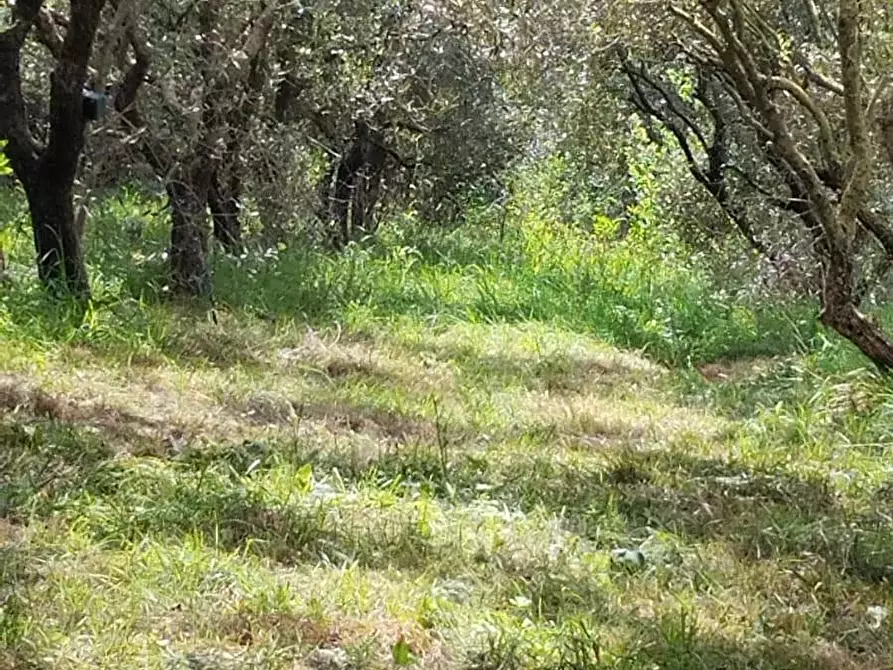 Immagine 1 di Terreno agricolo in vendita  a Cascina