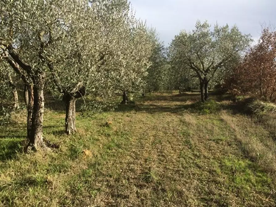 Immagine 1 di Terreno agricolo in vendita  a Colle Di Val D'elsa