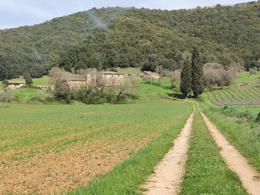Immagine 2 di Casa colonica in vendita  a Casole D'elsa