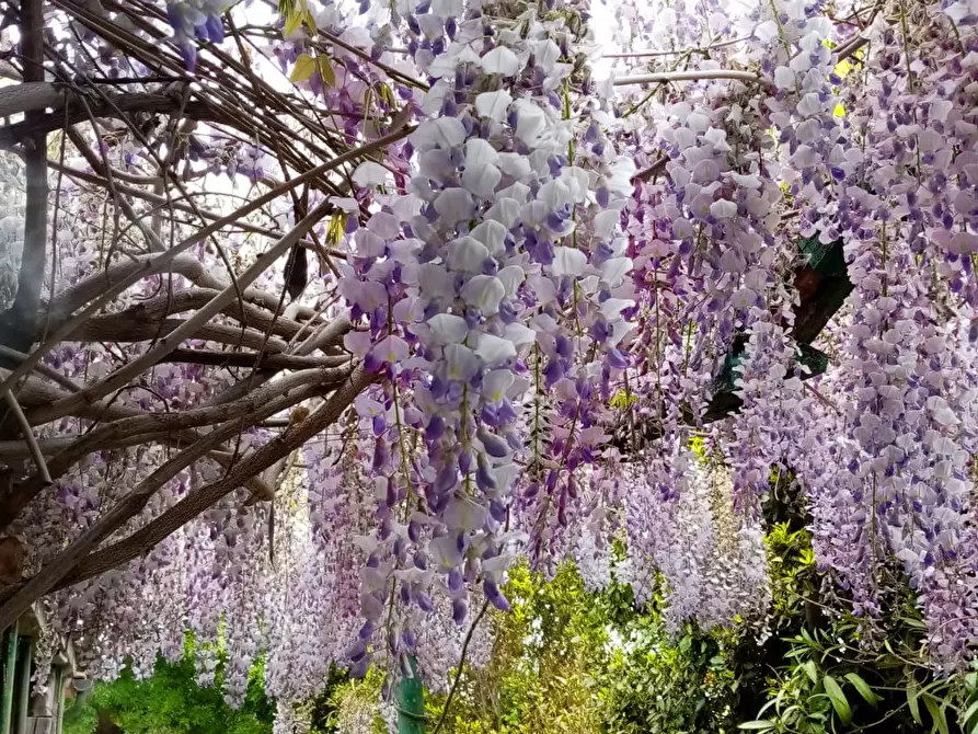 Immagine 28 di Casa indipendente in vendita  a Piombino