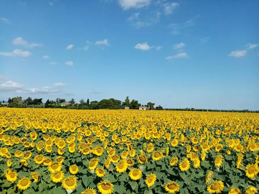 Immagine 31 di Casa indipendente in vendita  a Piombino