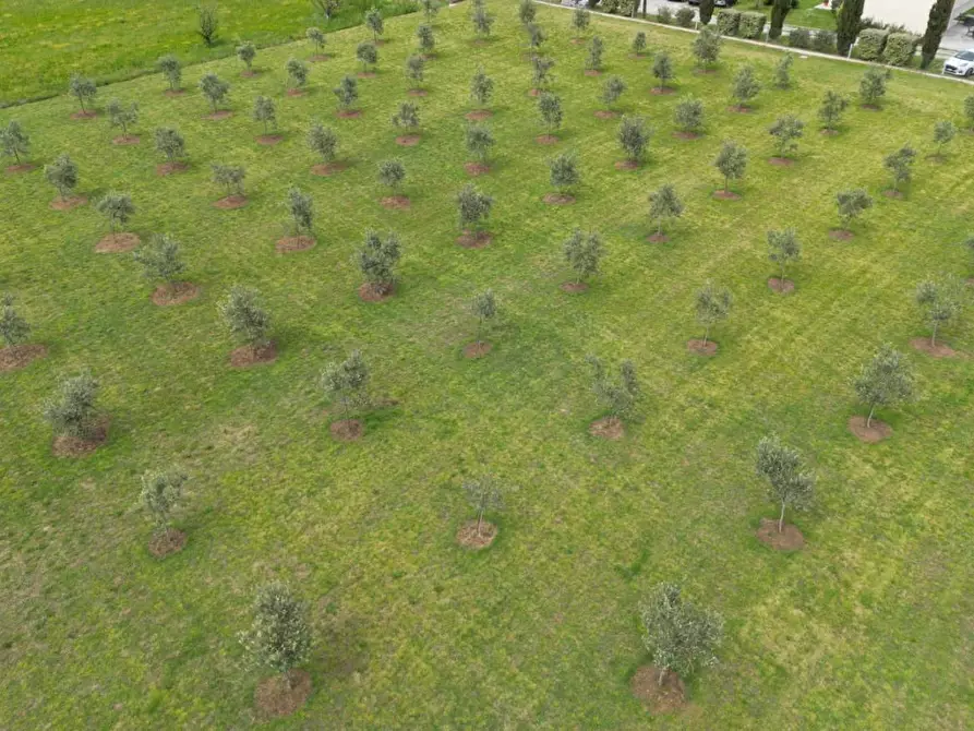 Immagine 2 di Terreno agricolo in vendita  a Ortonovo