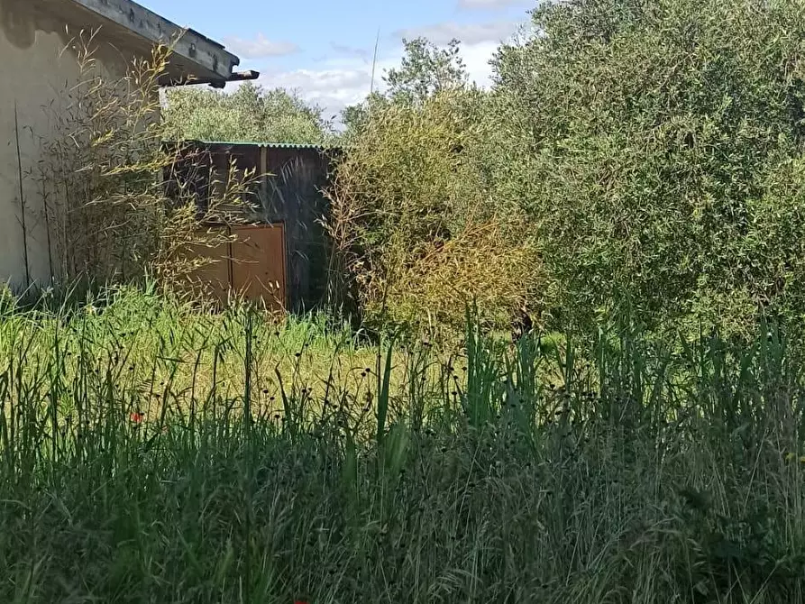 Immagine 2 di Terreno agricolo in vendita  a Capannoli