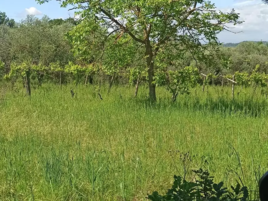 Immagine 12 di Terreno agricolo in vendita  a Capannoli