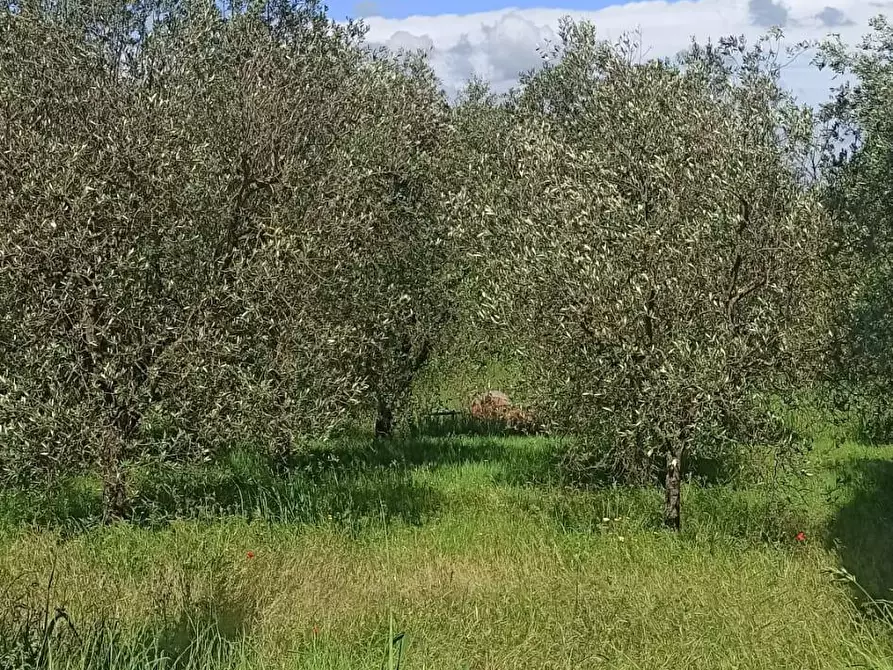 Immagine 9 di Terreno agricolo in vendita  a Capannoli