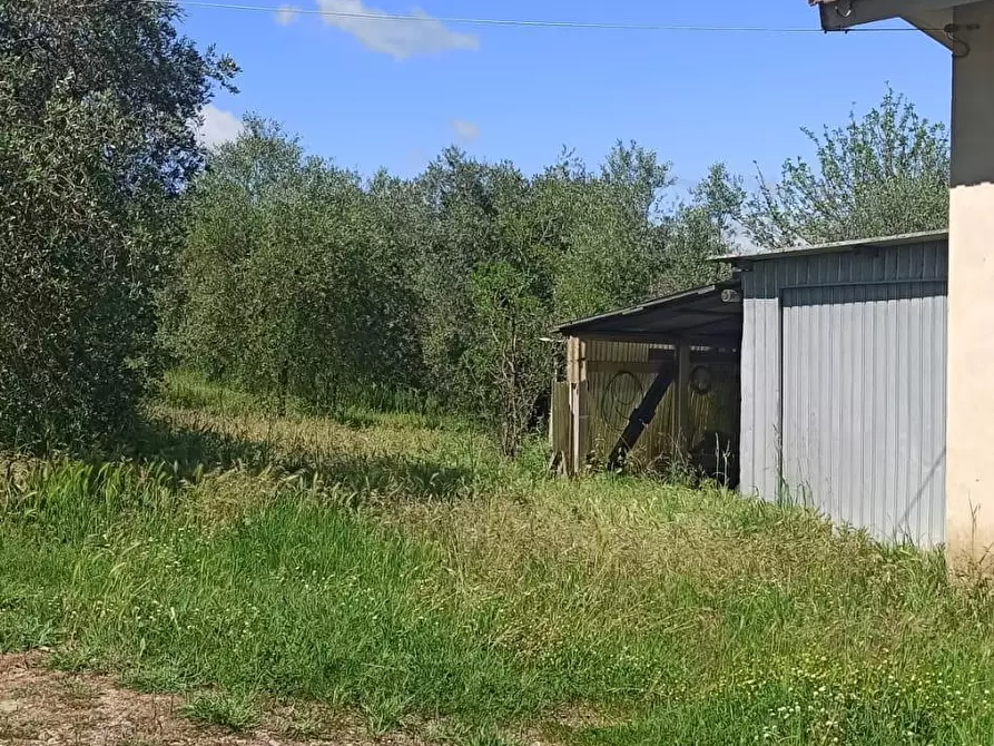 Immagine 8 di Terreno agricolo in vendita  a Capannoli