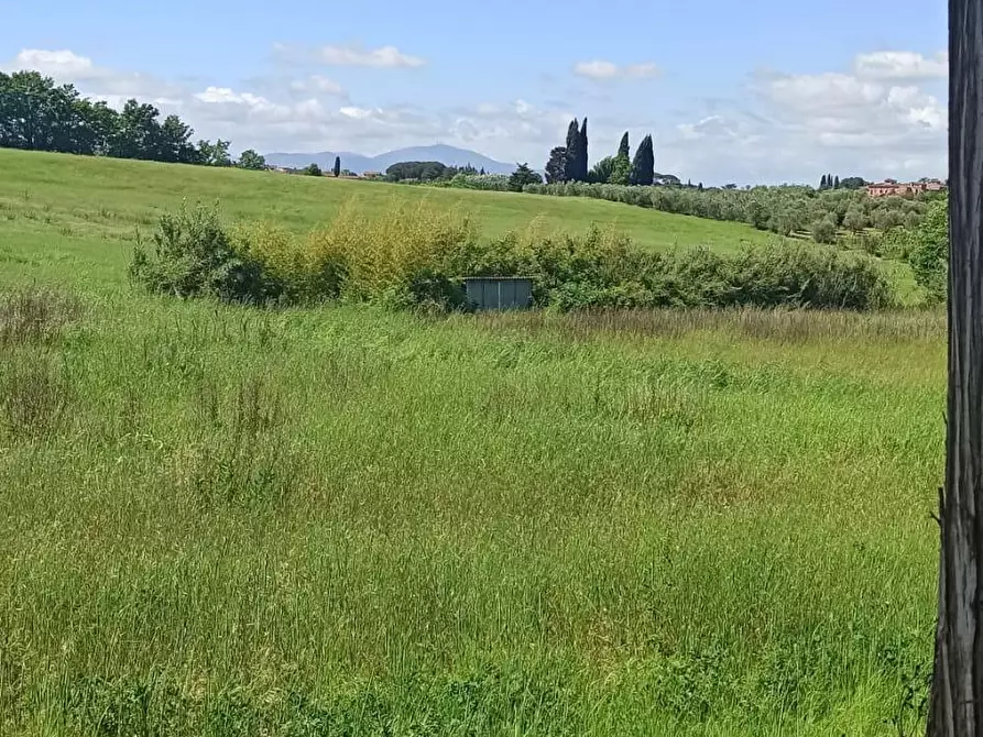 Immagine 4 di Terreno agricolo in vendita  a Capannoli