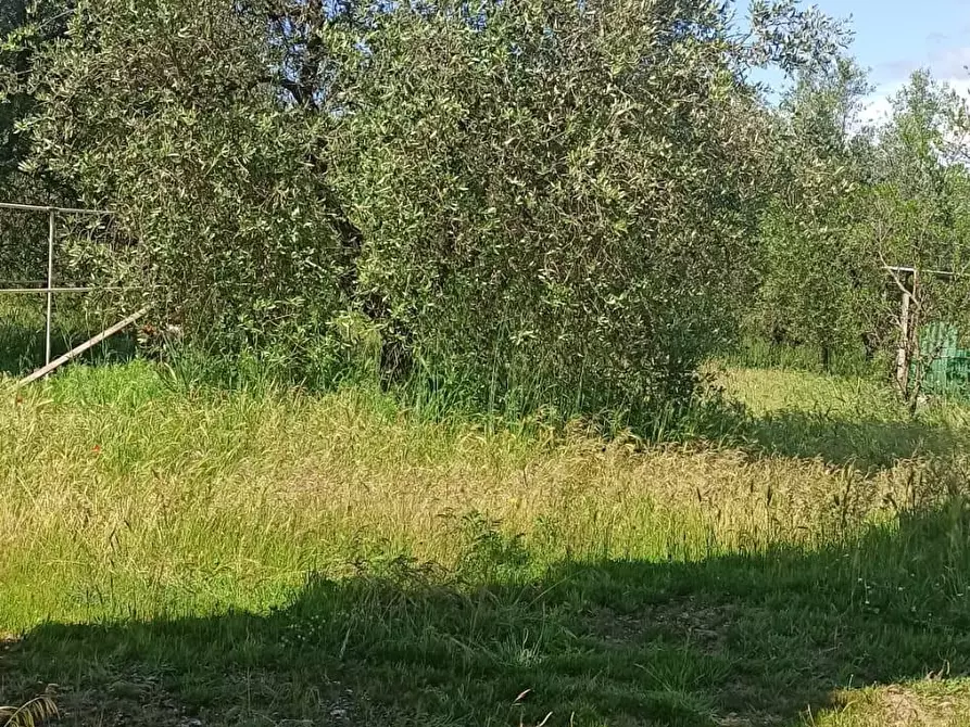 Immagine 6 di Terreno agricolo in vendita  a Capannoli