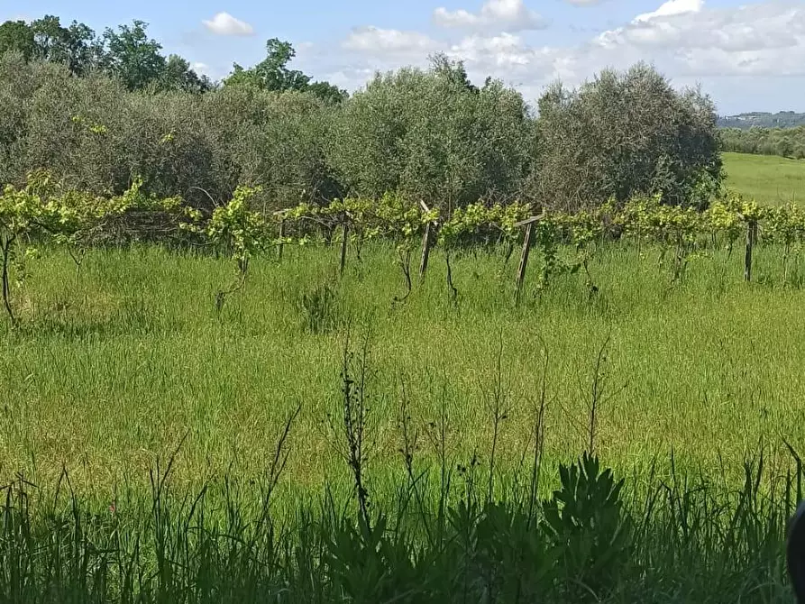 Immagine 5 di Terreno agricolo in vendita  a Capannoli