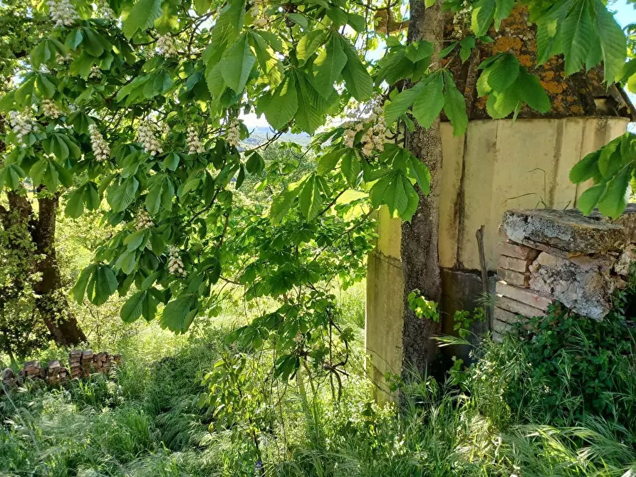 Immagine 32 di Casa colonica in vendita  a Casole D'elsa
