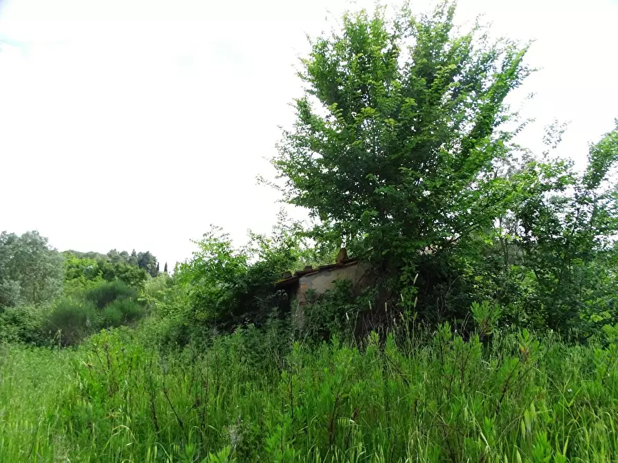 Immagine 4 di Terreno agricolo in vendita  a San Miniato