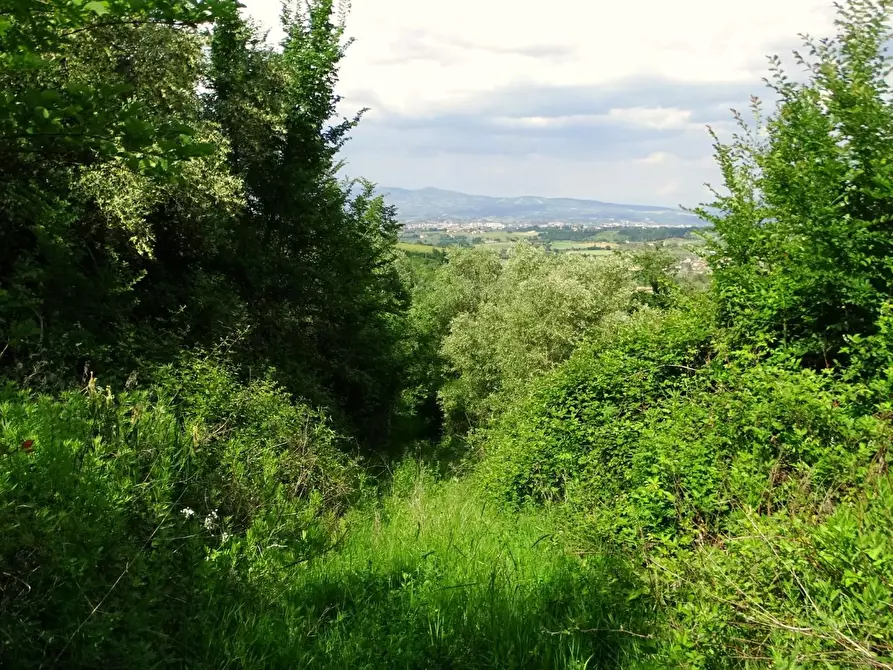 Immagine 13 di Terreno agricolo in vendita  a San Miniato