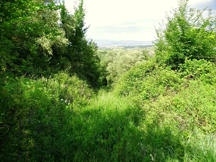 Immagine 12 di Terreno agricolo in vendita  a San Miniato