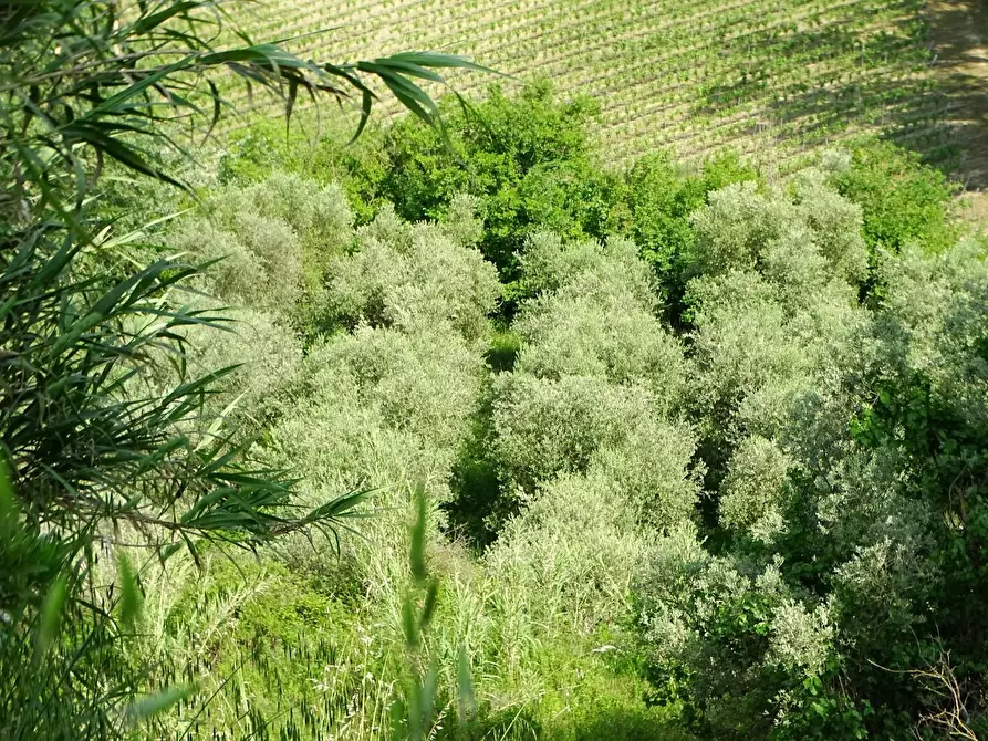 Immagine 9 di Terreno agricolo in vendita  a San Miniato