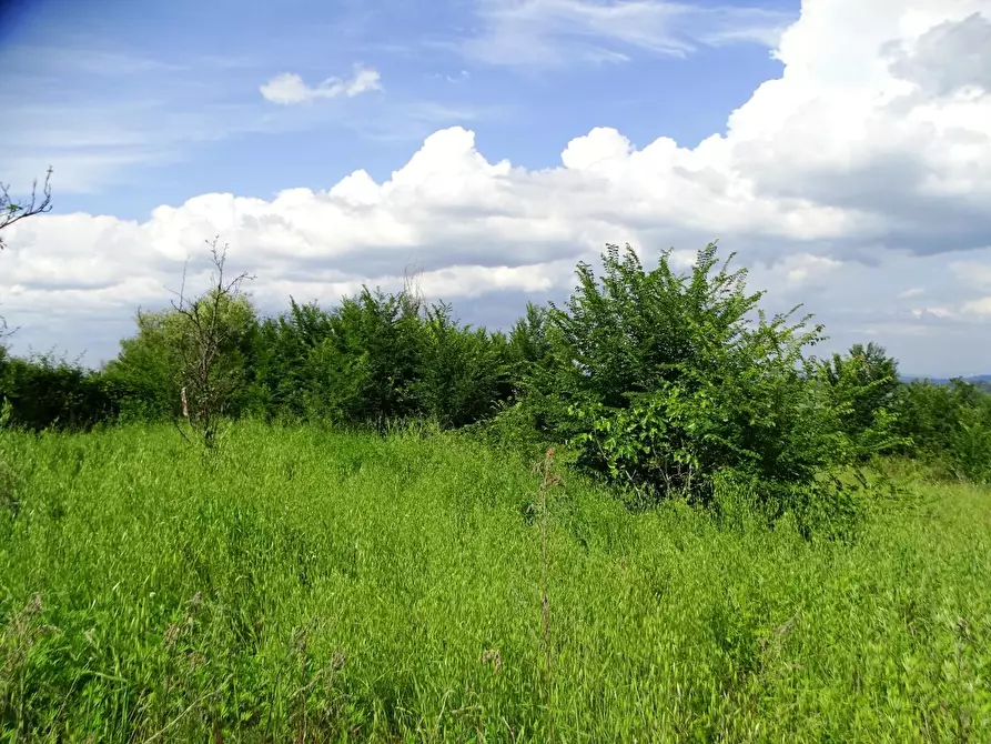 Immagine 18 di Terreno agricolo in vendita  a San Miniato