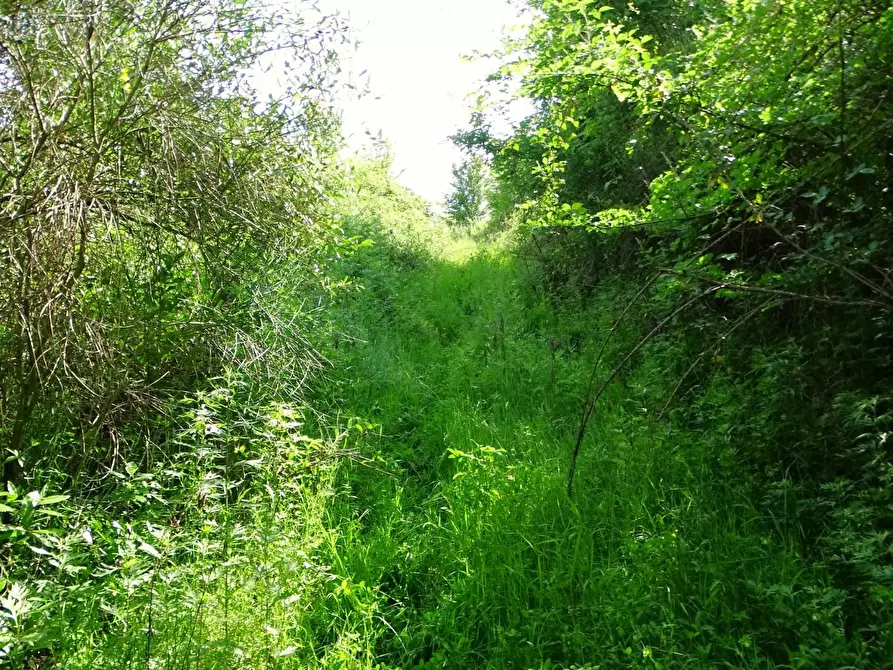 Immagine 14 di Terreno agricolo in vendita  a San Miniato