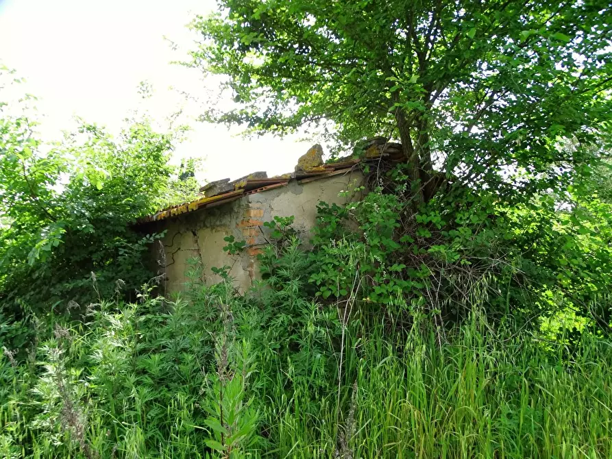 Immagine 5 di Terreno agricolo in vendita  a San Miniato