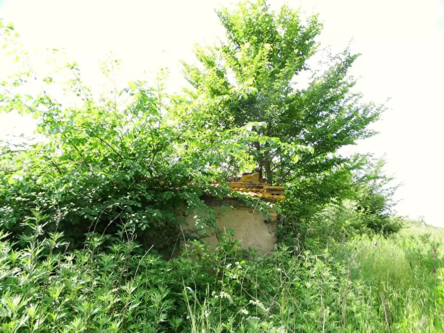 Immagine 6 di Terreno agricolo in vendita  a San Miniato