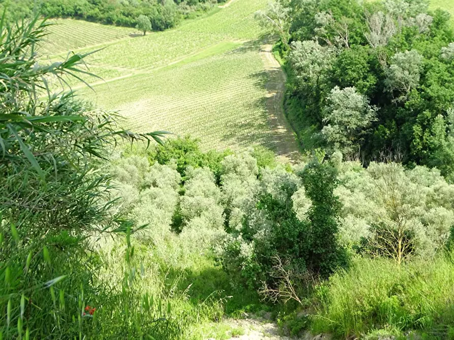 Immagine 8 di Terreno agricolo in vendita  a San Miniato