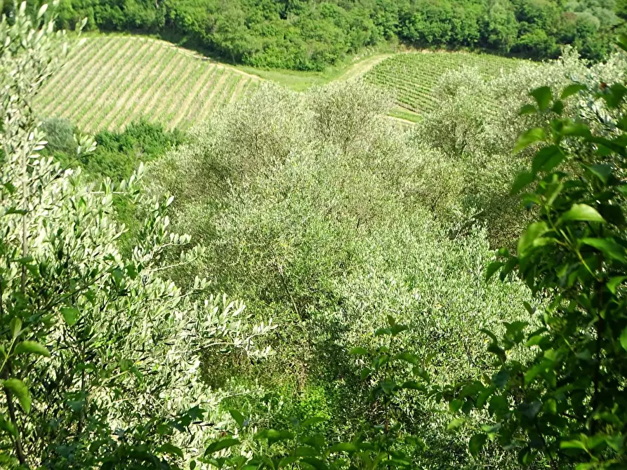 Immagine 16 di Terreno agricolo in vendita  a San Miniato