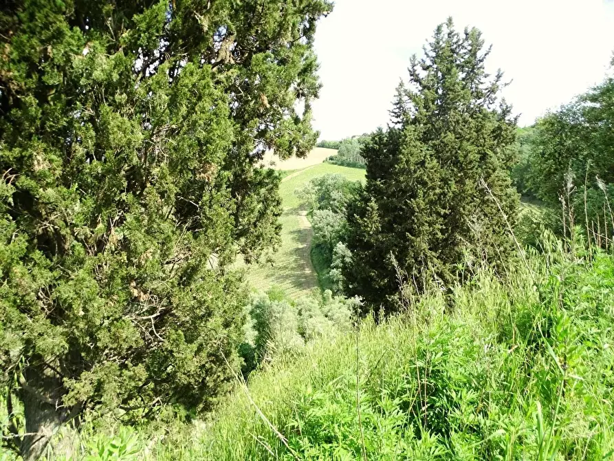Immagine 7 di Terreno agricolo in vendita  a San Miniato