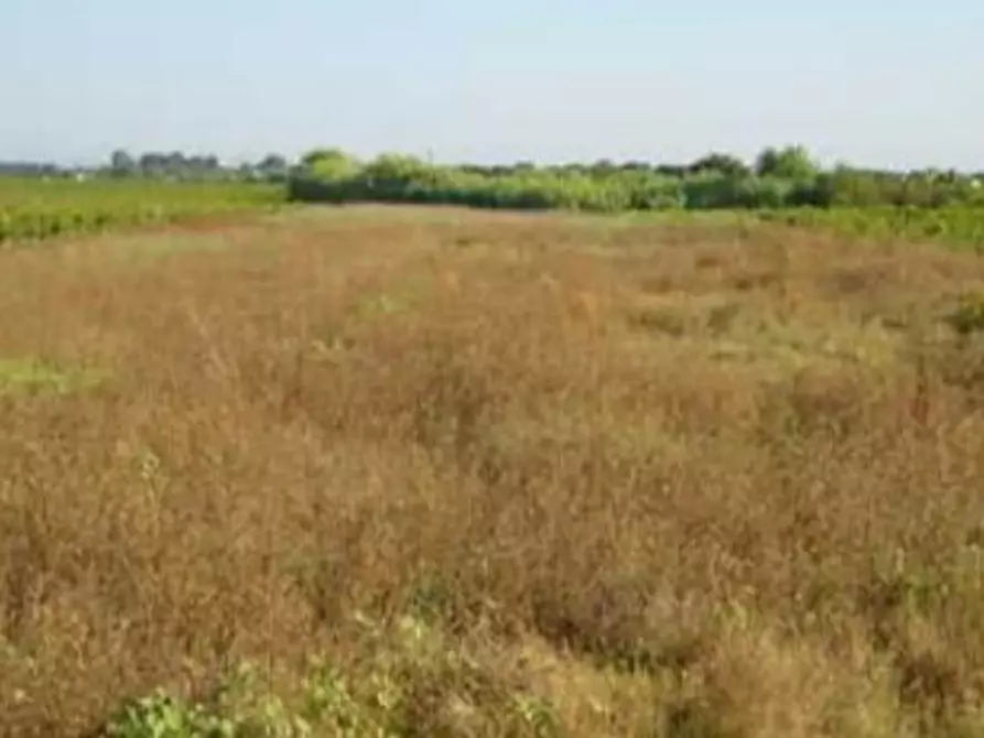 Immagine 1 di Terreno agricolo in vendita  a Campi Bisenzio