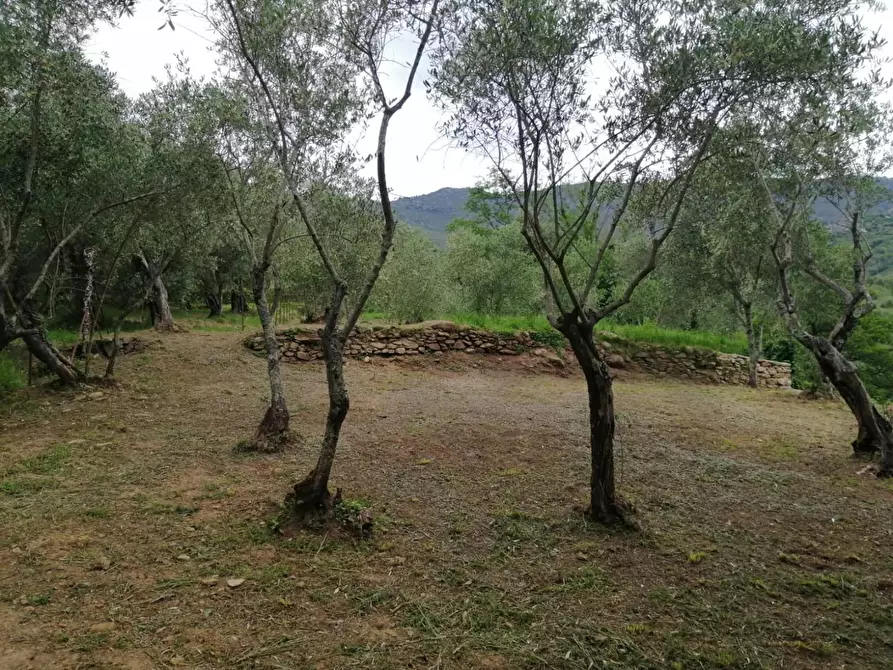 Immagine 3 di Villa in vendita  a Calci