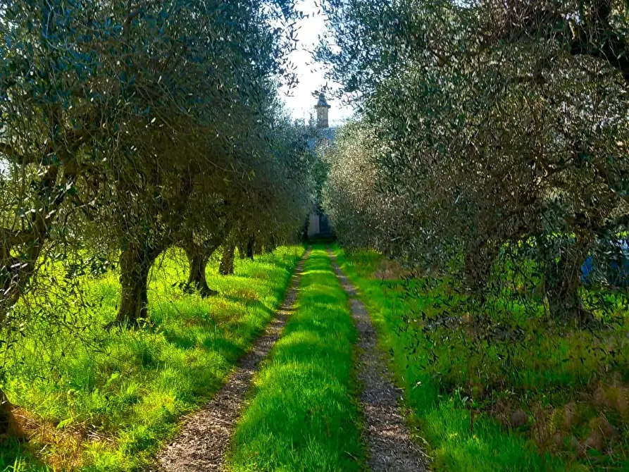 Immagine 6 di Villa in vendita  a Pisa