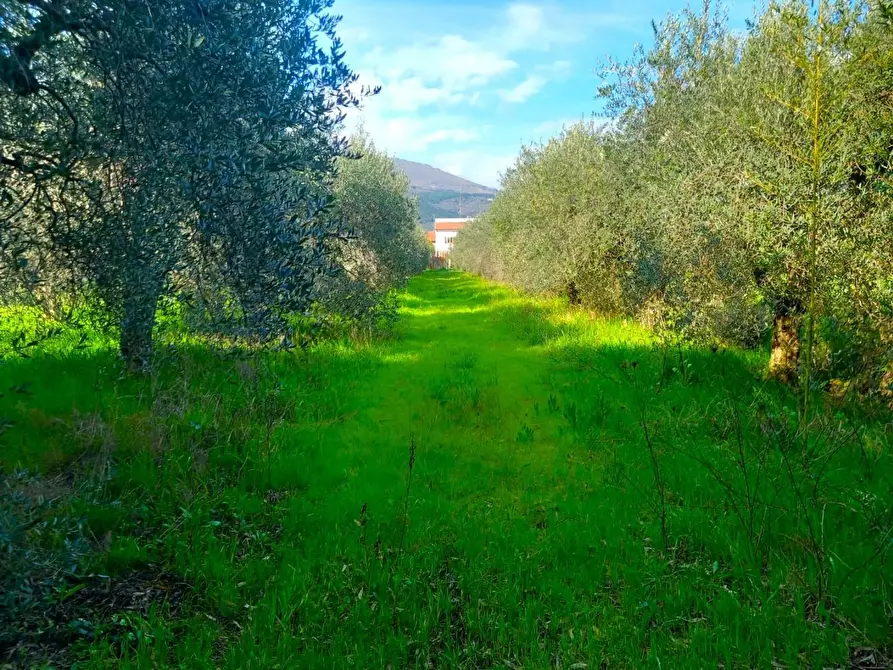 Immagine 11 di Villa in vendita  a Pisa