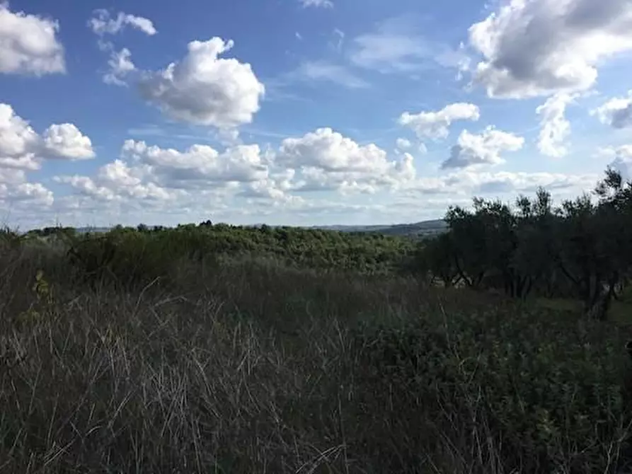 Immagine 7 di Azienda agricola in vendita  a Lastra A Signa