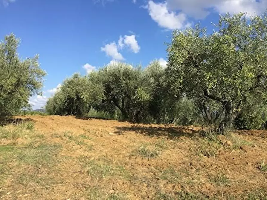 Immagine 1 di Azienda agricola in vendita  a Lastra A Signa