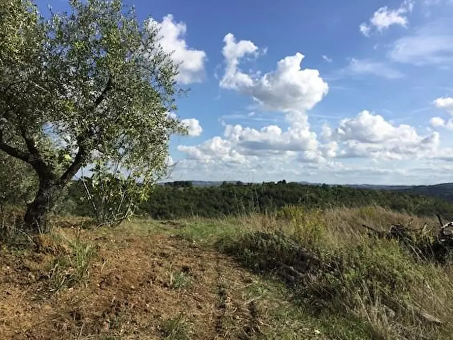 Immagine 5 di Azienda agricola in vendita  a Lastra A Signa