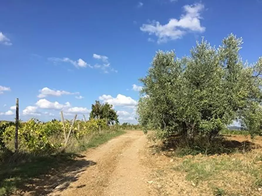 Immagine 4 di Azienda agricola in vendita  a Lastra A Signa