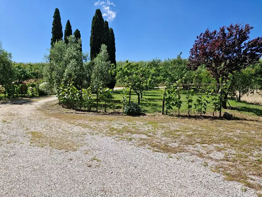 Immagine 25 di Terratetto in vendita  a Campiglia Marittima